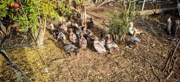 Balıqlar: Dişi, | Lal ördək, Ətlik — 6