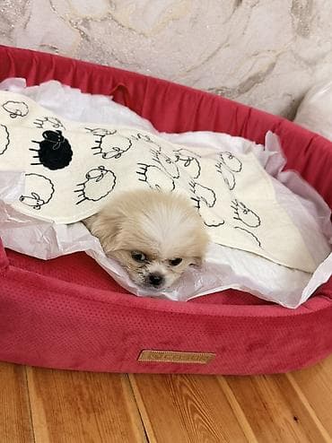 heyvanlar atlar: Pekines, 1 ay, Erkək — 1