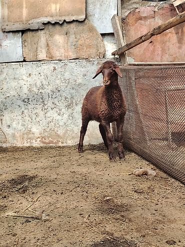 it adlari erkek: Qala Erkey quzusu tam sağlam 70 günlükdü qoçluğa yarıyır — 2