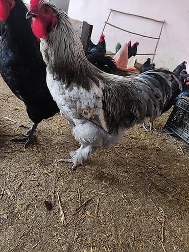 Digər kənd təsərrüfatı heyvanları: Avstroliup xoruztoyuqlar və Hind quşlari Amerkan Bronz Big 6 sortlar — 9