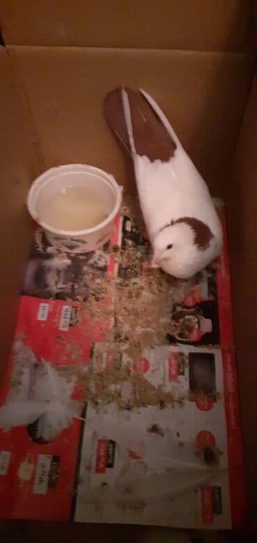 Gəmiricilər: Qirmizi boynu güllü deste qirmizi quyruq qus satiram kesik qanatda — 5