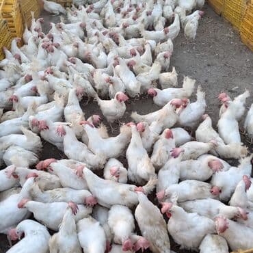 sumqayit liqorin: Курица, Для разведения — 2