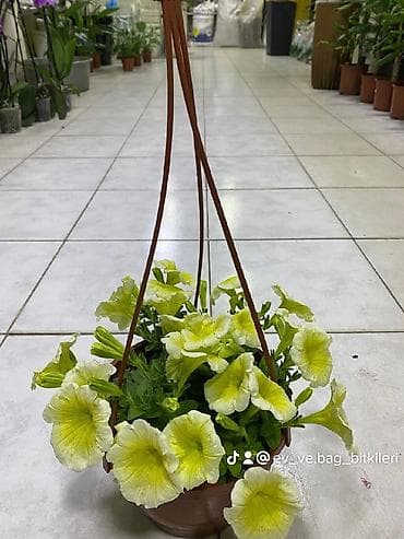 gül buketleri: Asılqan güllər – asma səbətdə dekorativ çiçəkli bitkilər - Asma — 7