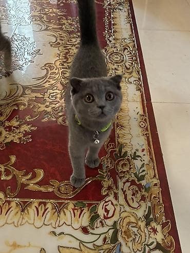 şotlan pişik: Şotland yastı qulaq — 4