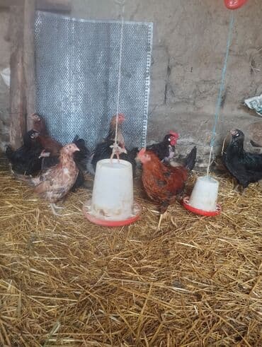 buğda toxumu satışı: Kent colpalari — 1