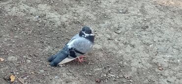 cins göyərçinlər: Göyərçinlər — 2