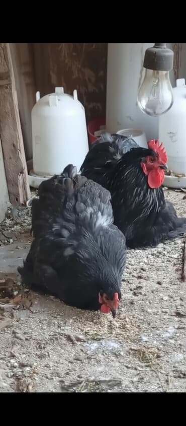 Toyuq, Damazlıq, Ünvandan götürmə