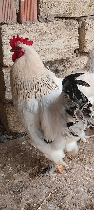 брама лаванда: Brahma xoruzu 9 aya kecib esil damazliqdr 2 eded var deye satram – — 3