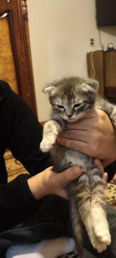 Собаки: Шотладская вислоухая — 1