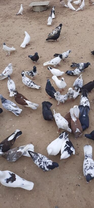 cuce ve xoruz: Quşlar satılr @sarayli_qusbaz_agaselim — 8