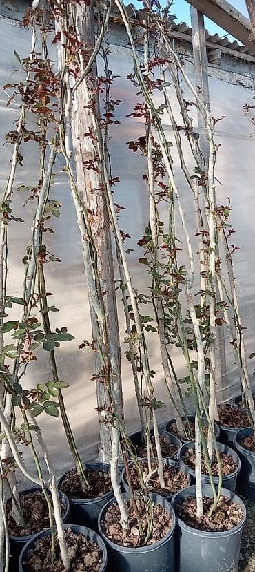 divar kaqizlari: Məhsul: Dırmaşan/kolgötürən gül (sarmaşıq qızılgül) şitilləri – qabda — 4