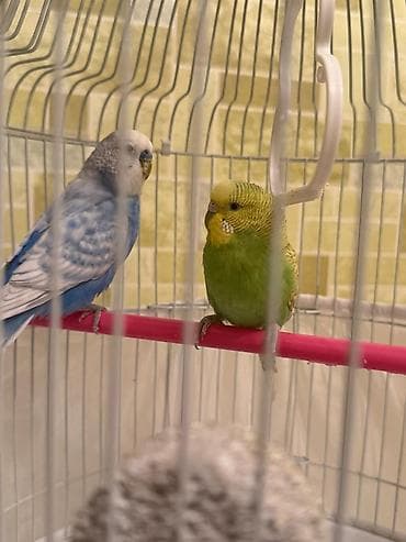 Dalmatin və sarı-yaşıl rəngli iki dalğıç (büdcəqarışıq) cütü və tam