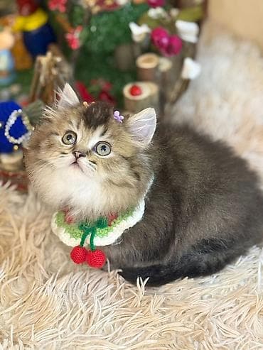 pisik sahiplendirme: Yaxşı əllərə — 6