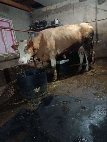 cins ineklerin satisi 2019: Dişi, Simental, il: 2, 500 kq, Ətlik, Ödənişli çatdırılma, Ünvandan götürmə — 5