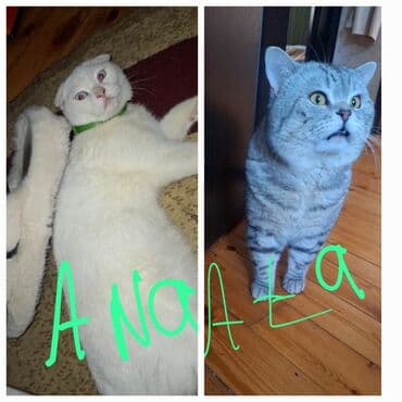 cins pişik: Erkək — 4