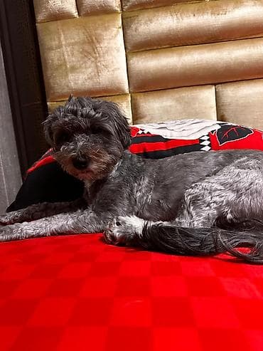 dovşan yemi: 1 ay, Dişi, Peyvəndli, Ödənişli çatdırılma — 4