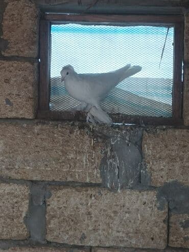 quş qovan aparat: Erkək oynaq quşdu — 2