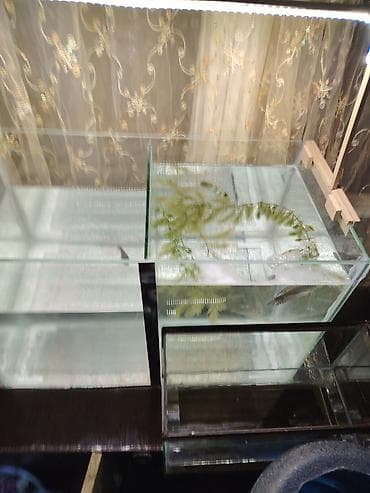 Yemlər: Akvarium üçün canlı sivrisinek qurdu sürfələri (gambusiya üçün yem və — 4