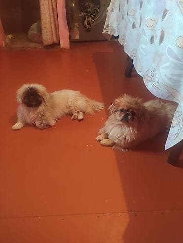 zvanok itler: Pekines, 8 ay, Peyvəndli, Ünvandan götürmə — 1