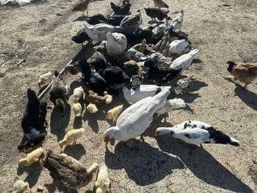 kuban ördek: Salam Aleykum Satılır Ördək Qaz Ördək Cücəsi Toyoq 36 Ədəd Lal Ördək — 4