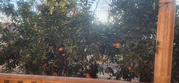 xacmazda evlərin satışı: Tovuz, 4 otaqlı, Köhnə tikili, 180 kv. m — 16