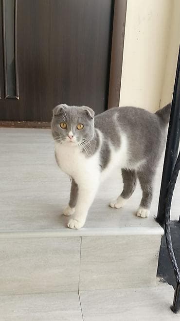 barama qiymeti: Şotland, Erkək — 2