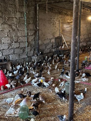 Животные: 95 günlük xoruzlar və 25 günlük cücələr var isdiyen əlaqə saxlasin — 7