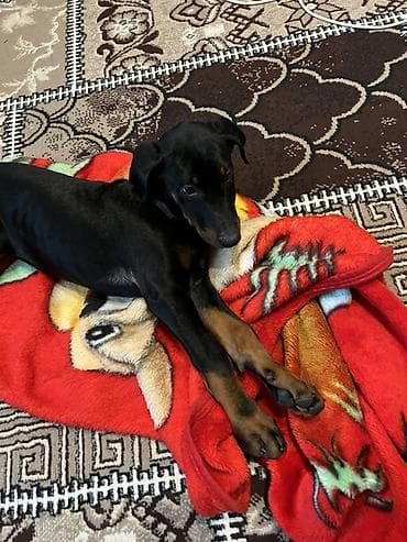кане корсо купить: Доберман, 2 месяца, Самка, С прививками — 2