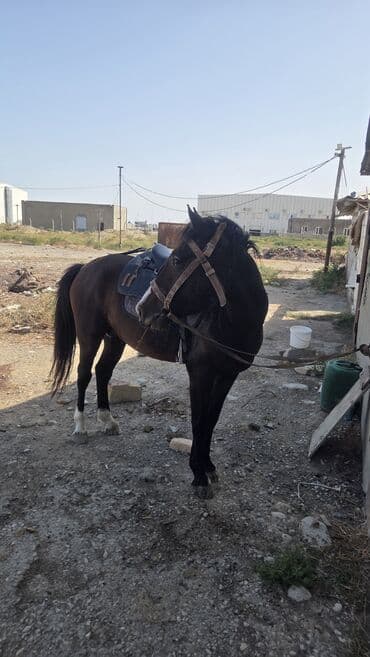 Inəklər, öküzlər: At aliram 350 400 aradi satan olsa desin — 1