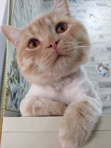 pişik əşyaları: Qızıl şinşilla, Erkək, Ünvandan götürmə, Ödənişli çatdırılma — 3