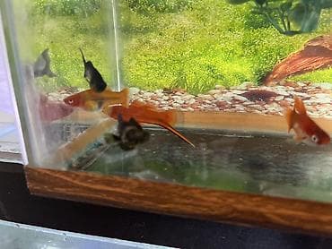 Balıqlar: Meçenos balığı, Sülhsevər — 5