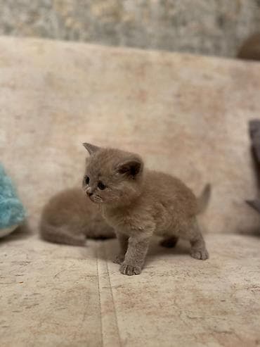 Akvariumlar: Britan — 3