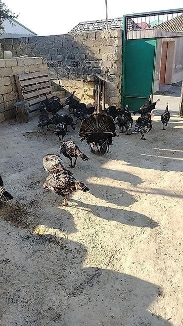 hinduşka quba: Erkək, Damazlıq — 4