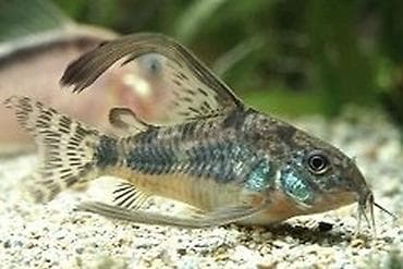 nemo balığı: Koridoras balığı, Sülhsevər — 1