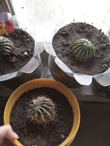 орхидея баку: Çiçek acan kaktuslar. 1 azn
baki metro sos,Sumqayit catdirilir — 5