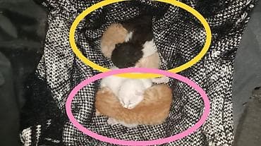 Yaxşı əllərə, Ünvandan götürmə