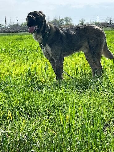 qala sortu qoyunlar: Qurdbasar, Erkek — 2