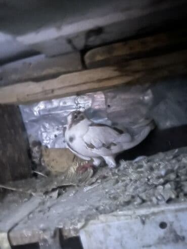 hazır yuva: Məhsul: Ev göyərçinləri – cüt Təsvir: - Şəkillərdəki quşlar evdə — 5