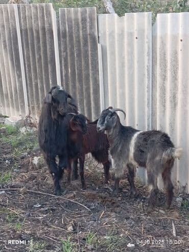 cins inekler: Şəki tipli keçilər dəstəsi - Sayı: 3 baş (1 erkək teke, 2 dişi) - — 3