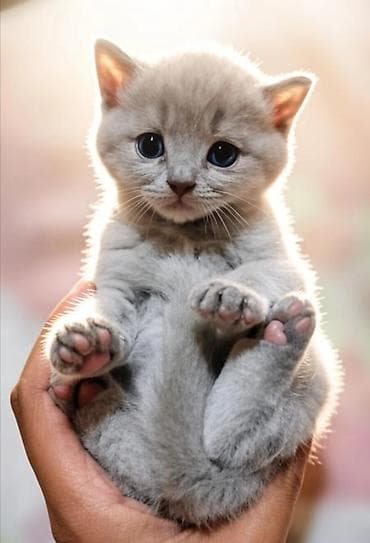 sari pisik: Scottish Fold British Shorthair bala pişiklər satılır 🐾 Anası — 4