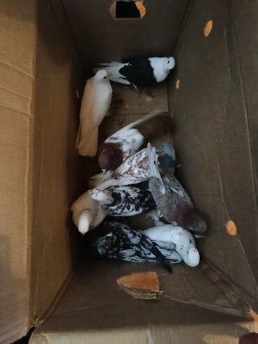 sebzi quşu: Türkan göyərçinləri hamsi tutulma üst üste 4 manatdan 10 goyercindir — 2