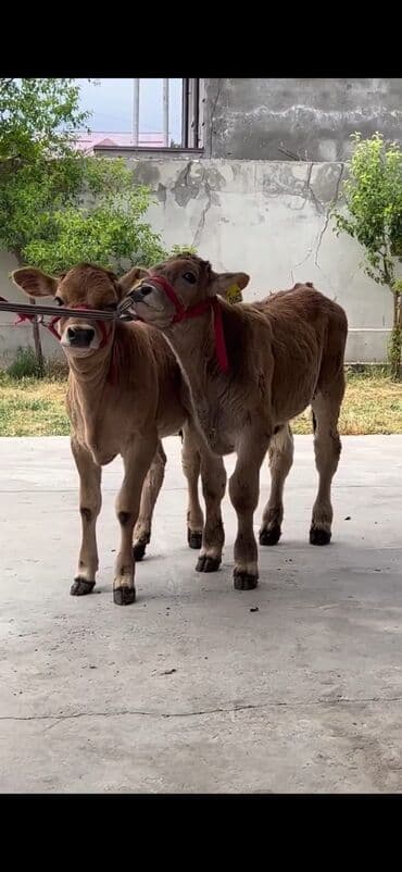 qoyun şəkilləri: Məhsul: Dana cütlüyü Təsvir: - Şəkildə iki ədəd eyni nəsilli — 1