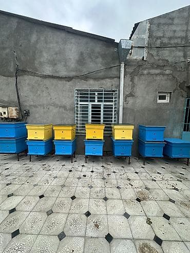 ətlik inək cinsləri: Arıçılıq üçün taxta arı pətəkləri - Model: çoxkorpuslu taxta pətək - — 6