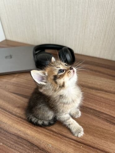 Lüğətlər: Şinşilla — 1