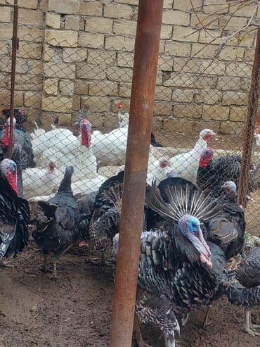 toyuq dami: Erkək, Ətlik — 1