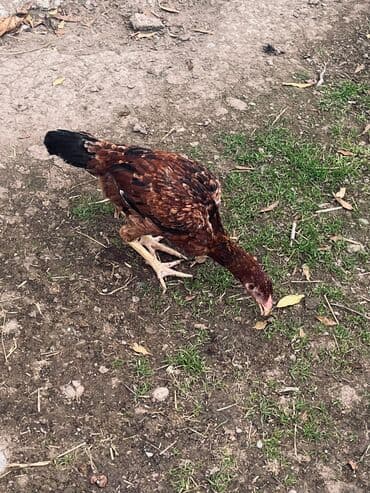 cucə satılır: Toyuq cücələri, Damazlıq — 3