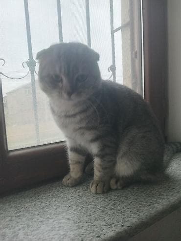 Şotland yastı qulaq