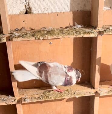 Heyvanlar üçün mallar: 4 ərkəy tam sağlam quşlardi yayda tutulan heyvanlardi satlir 30 manat — 2