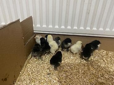 Toyuq cücələri, Ətlik