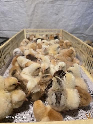 toyug xoruz: Salam Allah herkesin coreyin versin. lider55 .Xarkov qenberi — 8